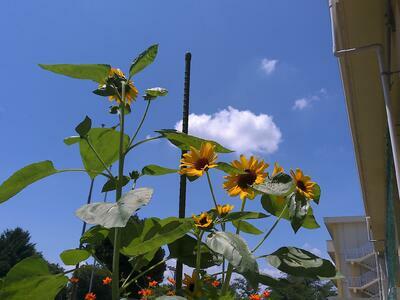三ケ島小の風景