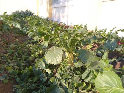 三ケ島小の風景