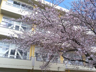 【桜と校舎】