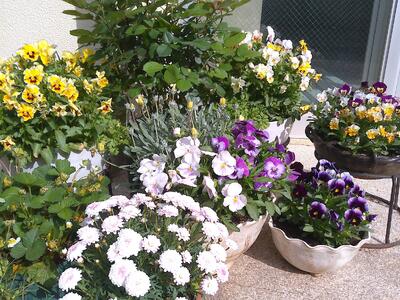 【三ケ島小に咲くお花たち♪】