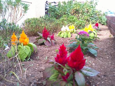 【10月の花壇！】